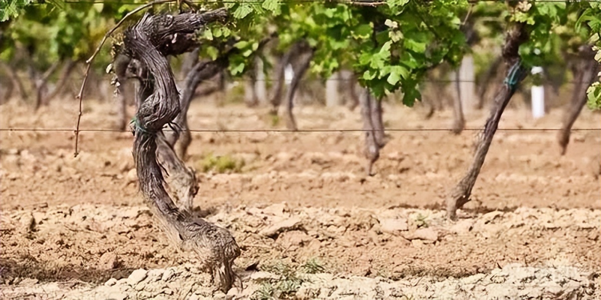 一瓶葡萄酒成本多少钱,一瓶葡萄酒要多少斤葡萄