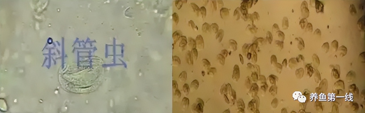 鱼常见的寄生虫以及症状,怎么区分鱼身上的钉虫和孢子虫