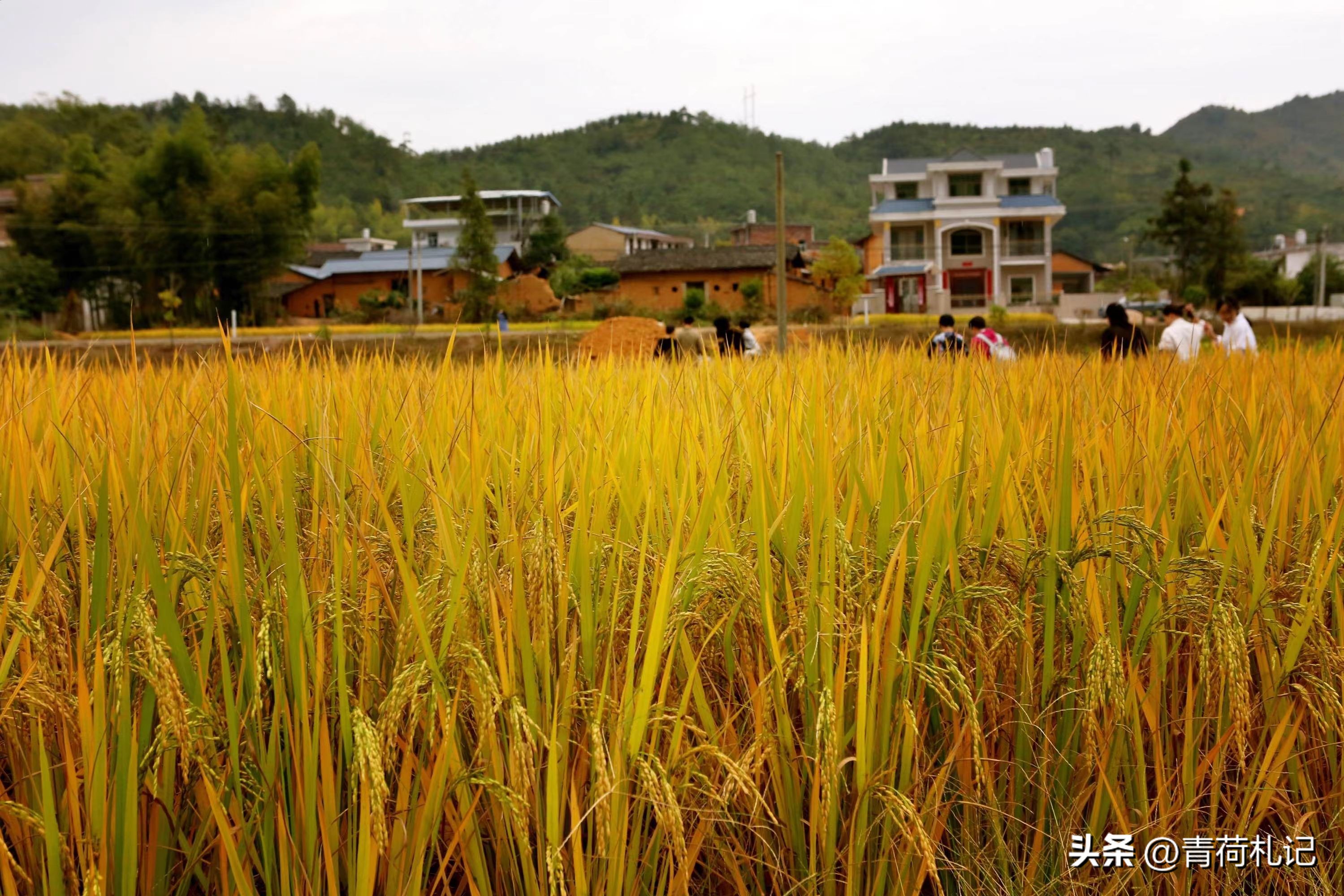 田园生活的古诗词名句,描写田园乡村生活的古诗词