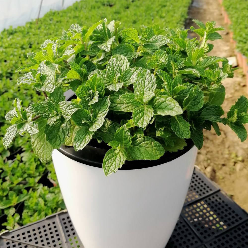 厕所除臭空气清新香氛,厕所吸味盆栽