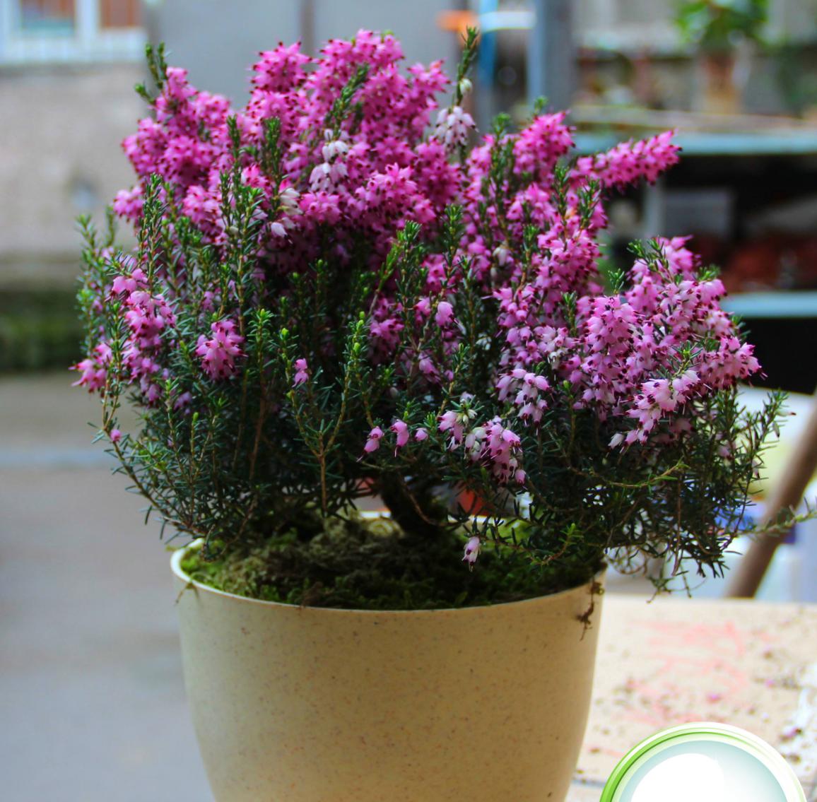 什么花最好养又贵又漂亮,十种越养越值钱的神奇之花