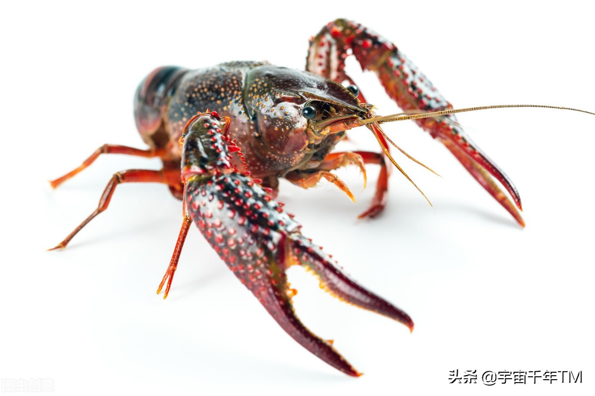 精子和卵子的遗传基因一样吗,畸形精子与卵子结合的概率