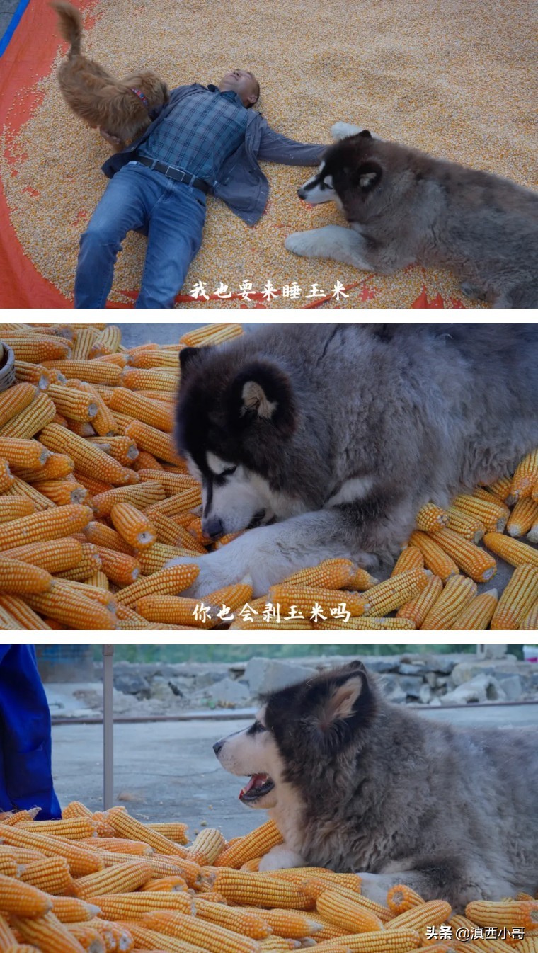 美丽的红宝石石榴,一席一果