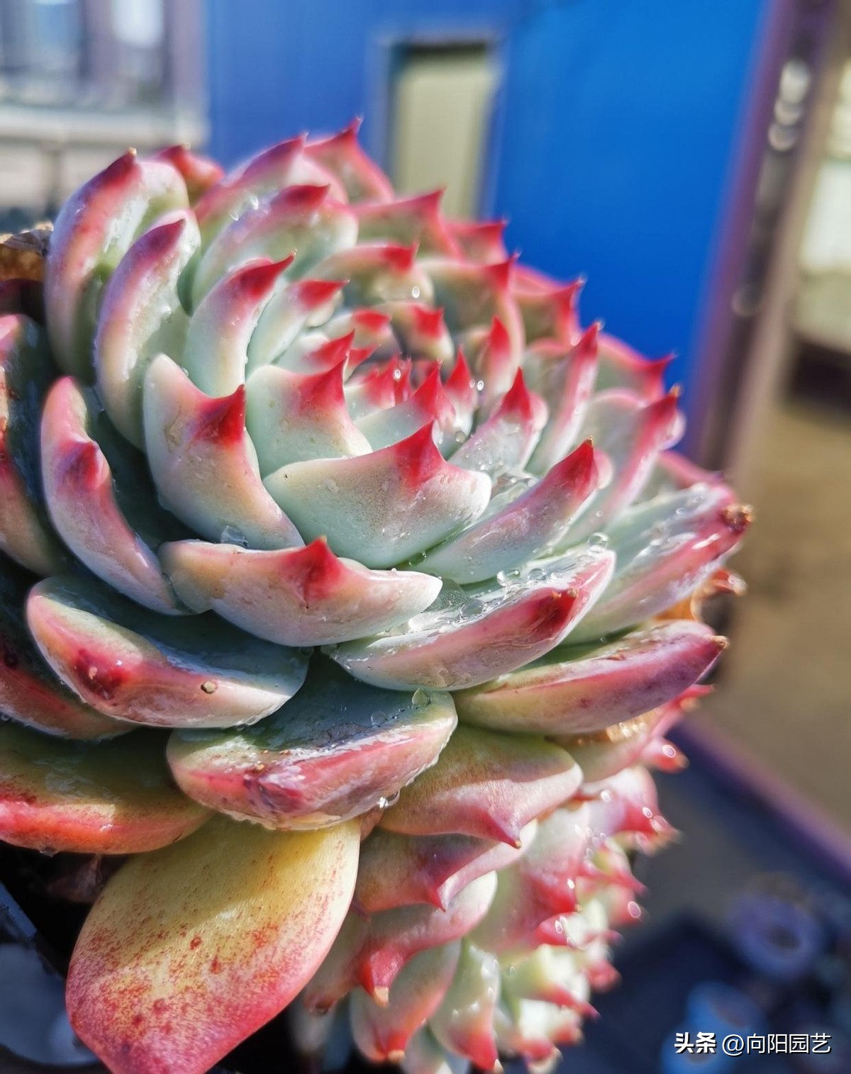 好养皮实的多肉品种推荐,新手小白养多肉哪个品种好养