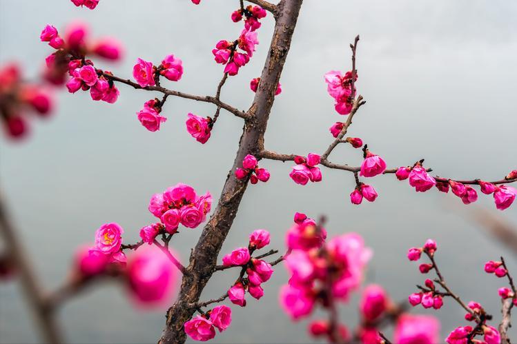 赞美和描写春天的古诗词名句,春天古诗词经典名句大全集