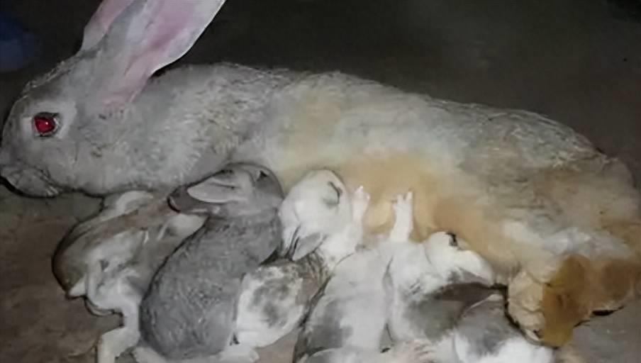 兔肉营养丰富,兔肉为啥没有营养