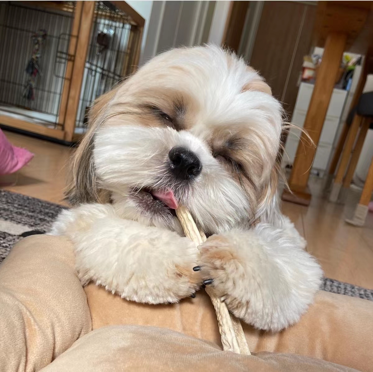 狗粮怎么挑选狗粮避坑指南,狗粮怎么选湿粮和干粮呢