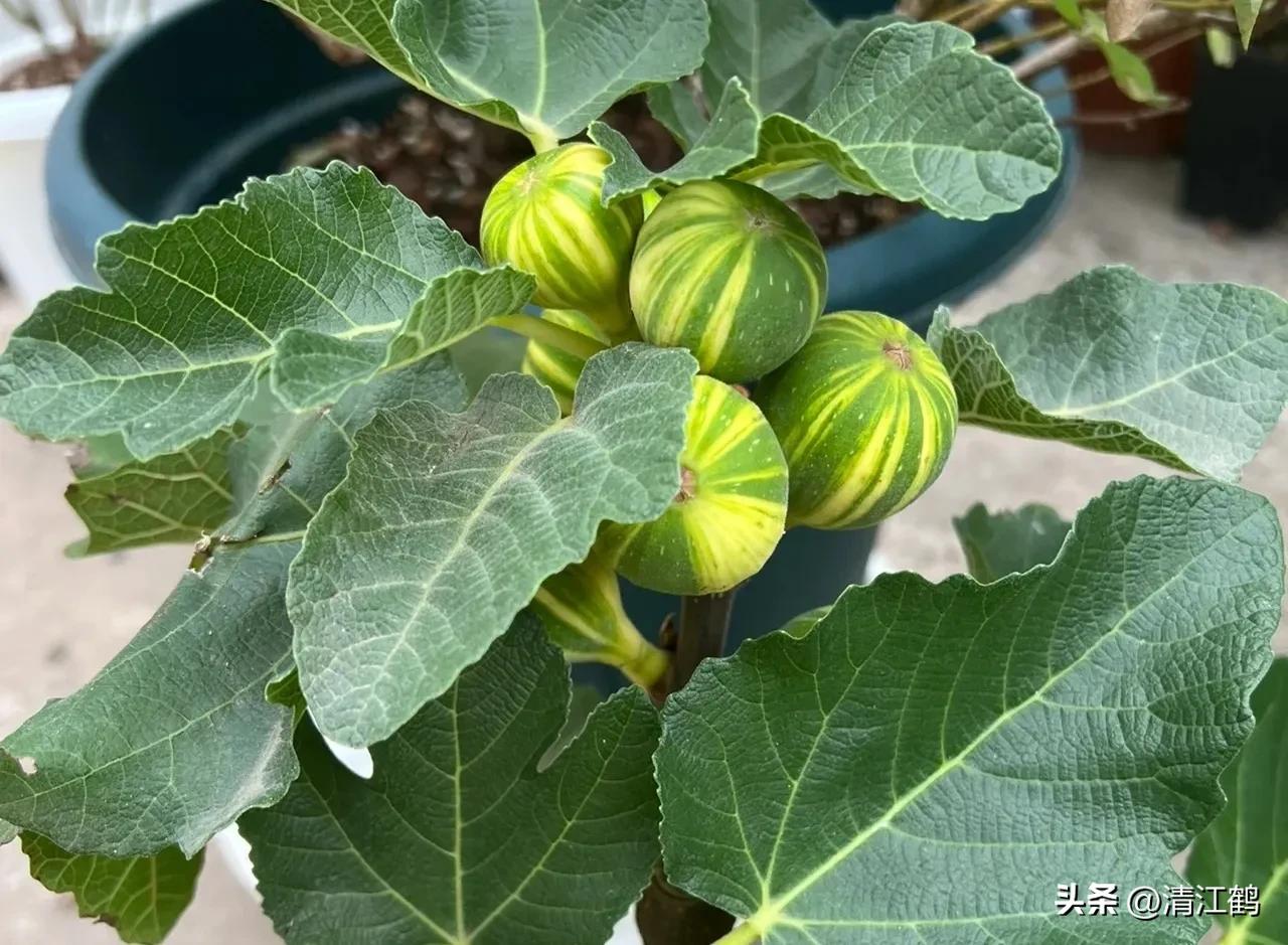 无花果的种植与管理治虫方法,无花果栽培到结果后怎样管理