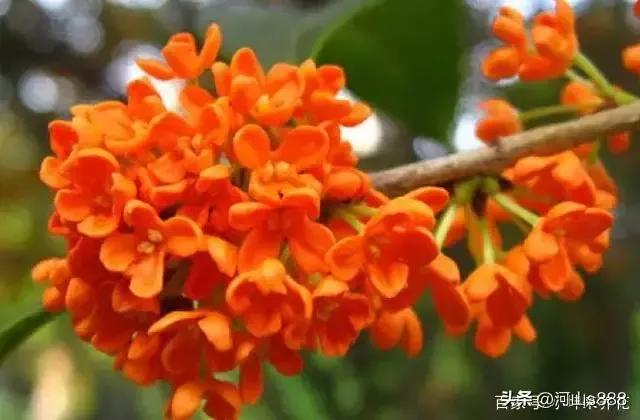 中学生作文荟萃(二十三)一首爱国主义的赞歌(作者:张学琪)