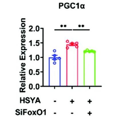 红花油有什么妙用,红花油的成分有红花吗
