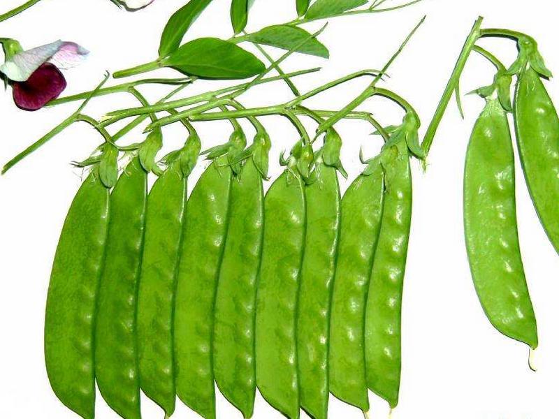 荷兰豆为什么叫中国豆,为什么荷兰豆在荷兰叫中国豆