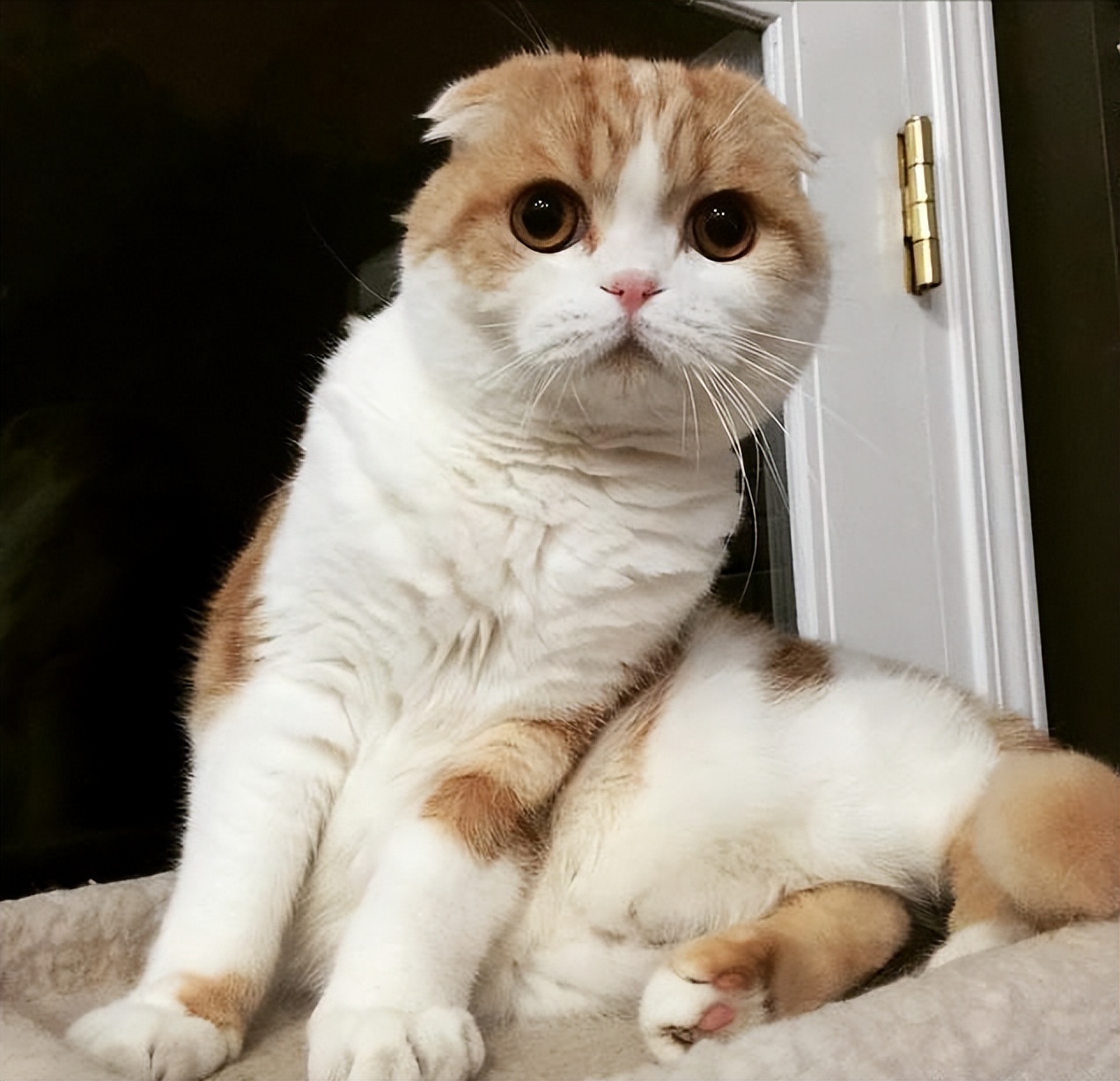 猫界最好养的猫是什么猫,什么猫寿命最短最好养