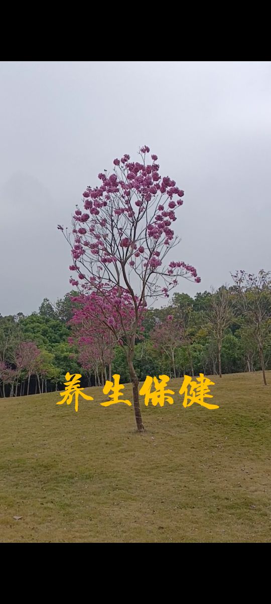 肝克脾是先治疗肝还是先治疗脾,为何见肝之病则知肝当传于脾