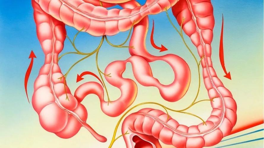 肠道咕咕直响总放屁是怎么回事,肠道咕咕响还老是放屁是什么原因