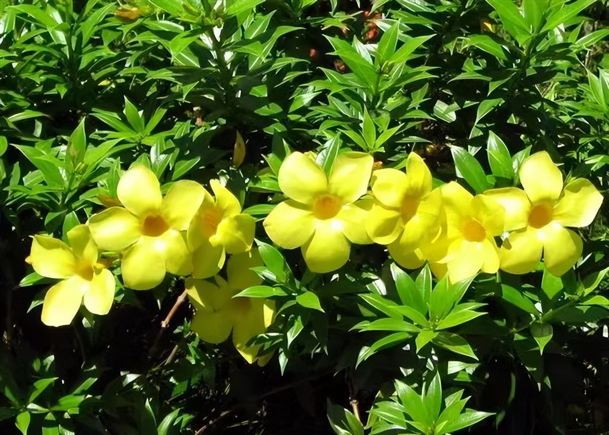 适合夏天养的7种花越晒开花越旺,阳台高温如何养墨兰