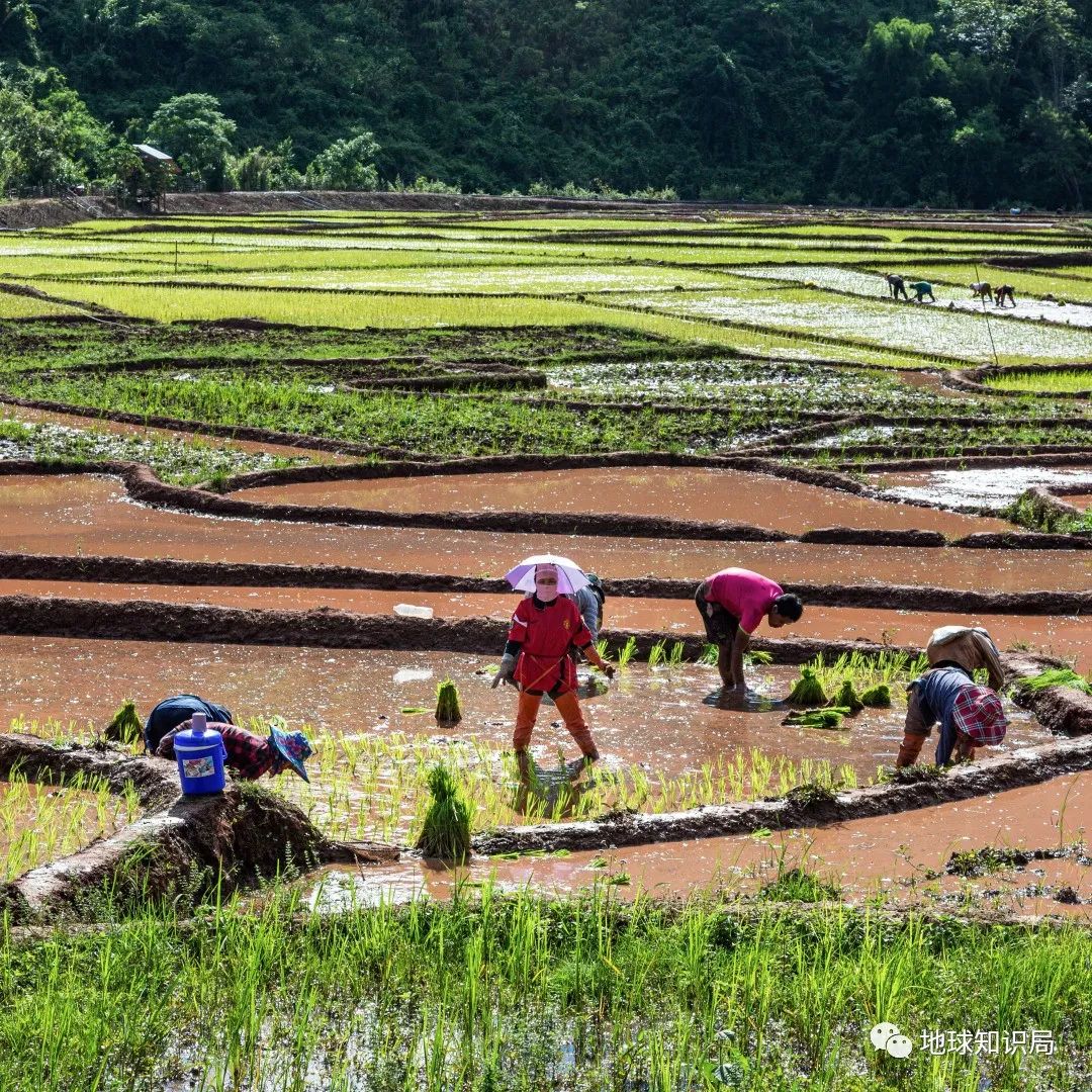 泰国米，从小吃到大|地球知识局