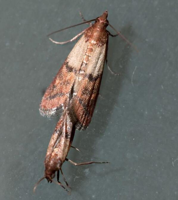 为什么一到夏天家里就很多飞蛾,家里常见小飞蛾