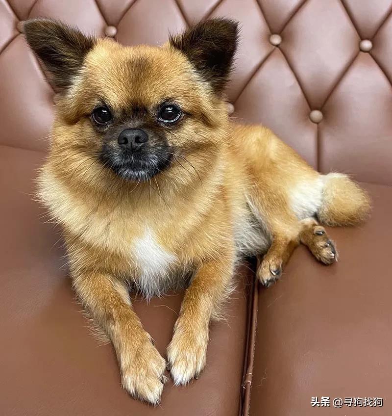 最新无锡中华田园犬领养,合肥寻找中华田园犬