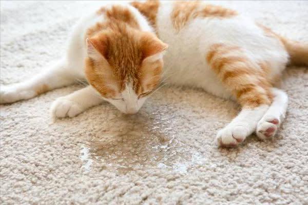 猫咪出现了病情会出现哪些反应,猫咪出现这四种表现