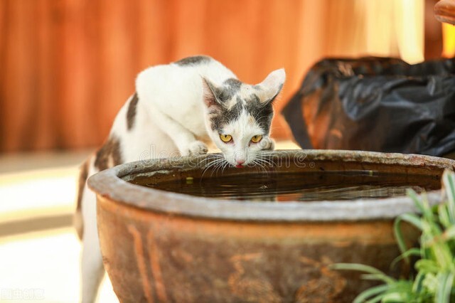 猫咪突然开始在家到处撒尿怎么办,家里长期没人猫咪怎么办