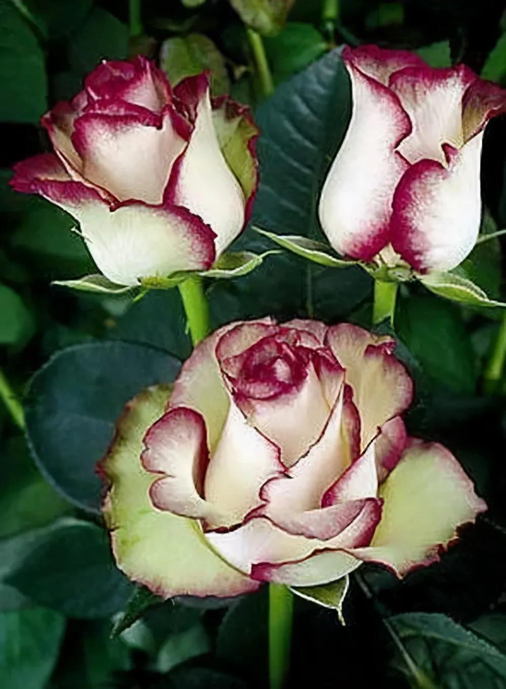 玫瑰花绝美头像,绝美玫瑰花图片