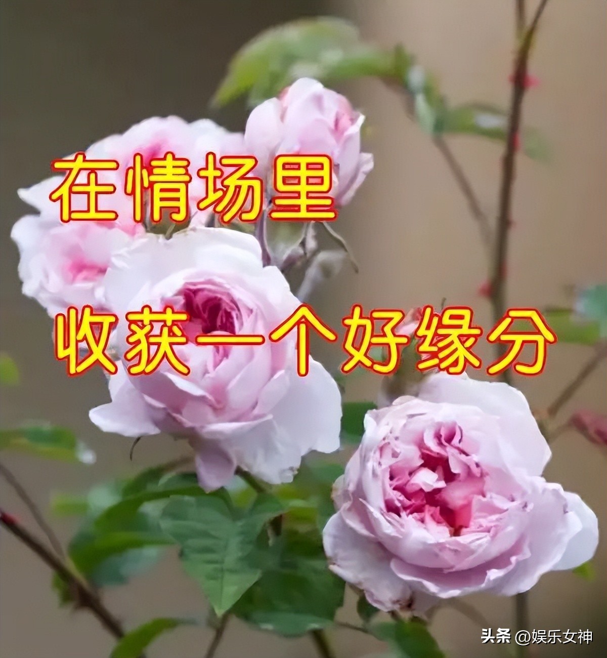 立秋高雅问候表情包,最新处暑早上好表情包