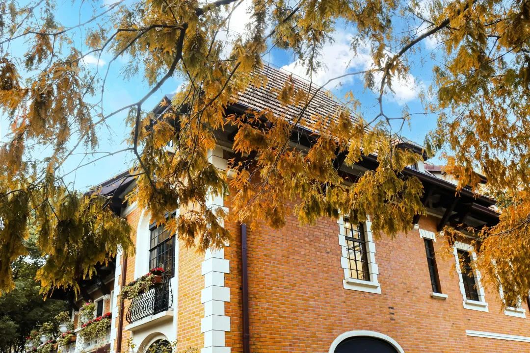 枫红、杏黄，色彩“撞”得明媚，徐汇的初冬抬头是画，低头为诗