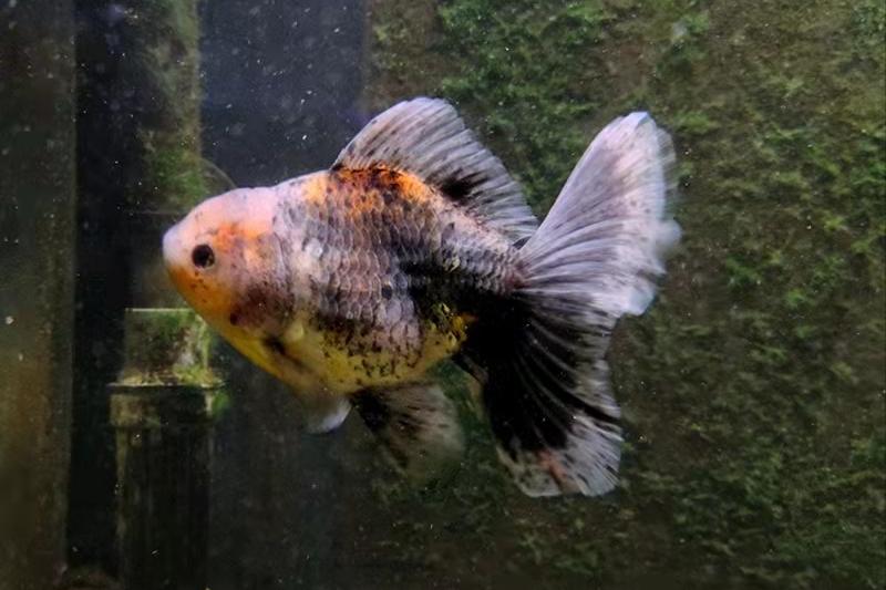 新手养观赏鱼全过程,新手养鱼入门基础教程小观赏鱼