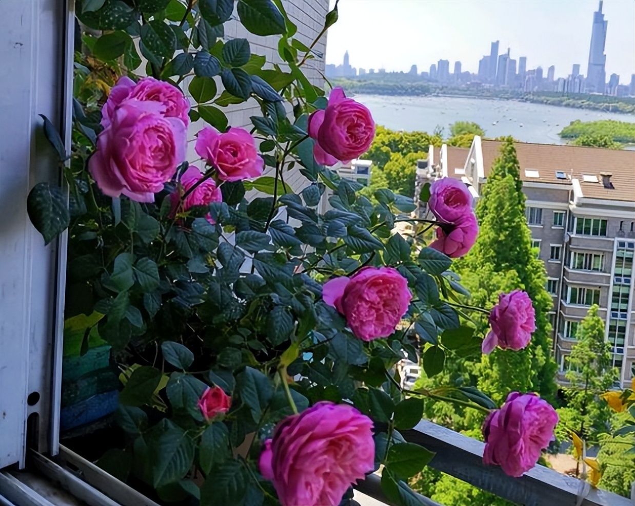 最适合小花盆种的花,顽强的小花草