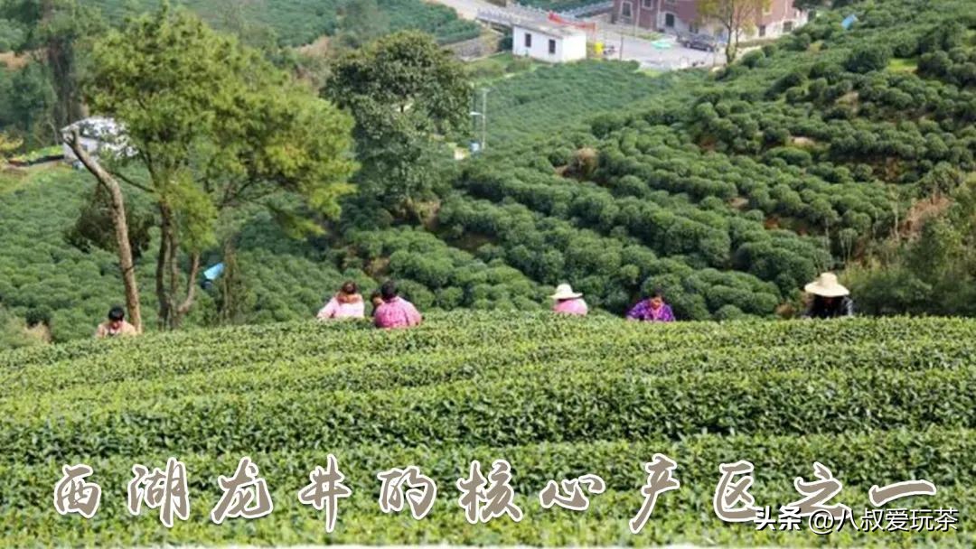如何辨别正宗的西湖龙井,原来这才是正宗西湖龙井