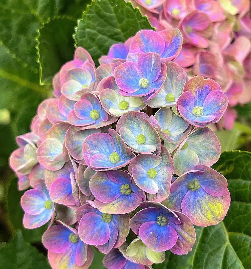 小众却又惊艳的诗词,关于百花的诗词