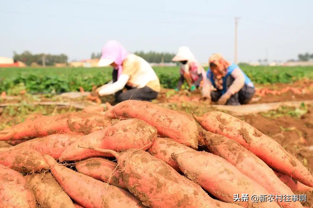 农民未来几年怎么赚钱,当下农民靠什么最赚钱