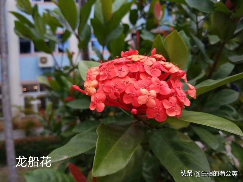 100种花草图片欣赏,50种花草图片大全