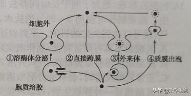 2024届高三生物模拟试题新高考,t8联考2022届第二次联考生物答案