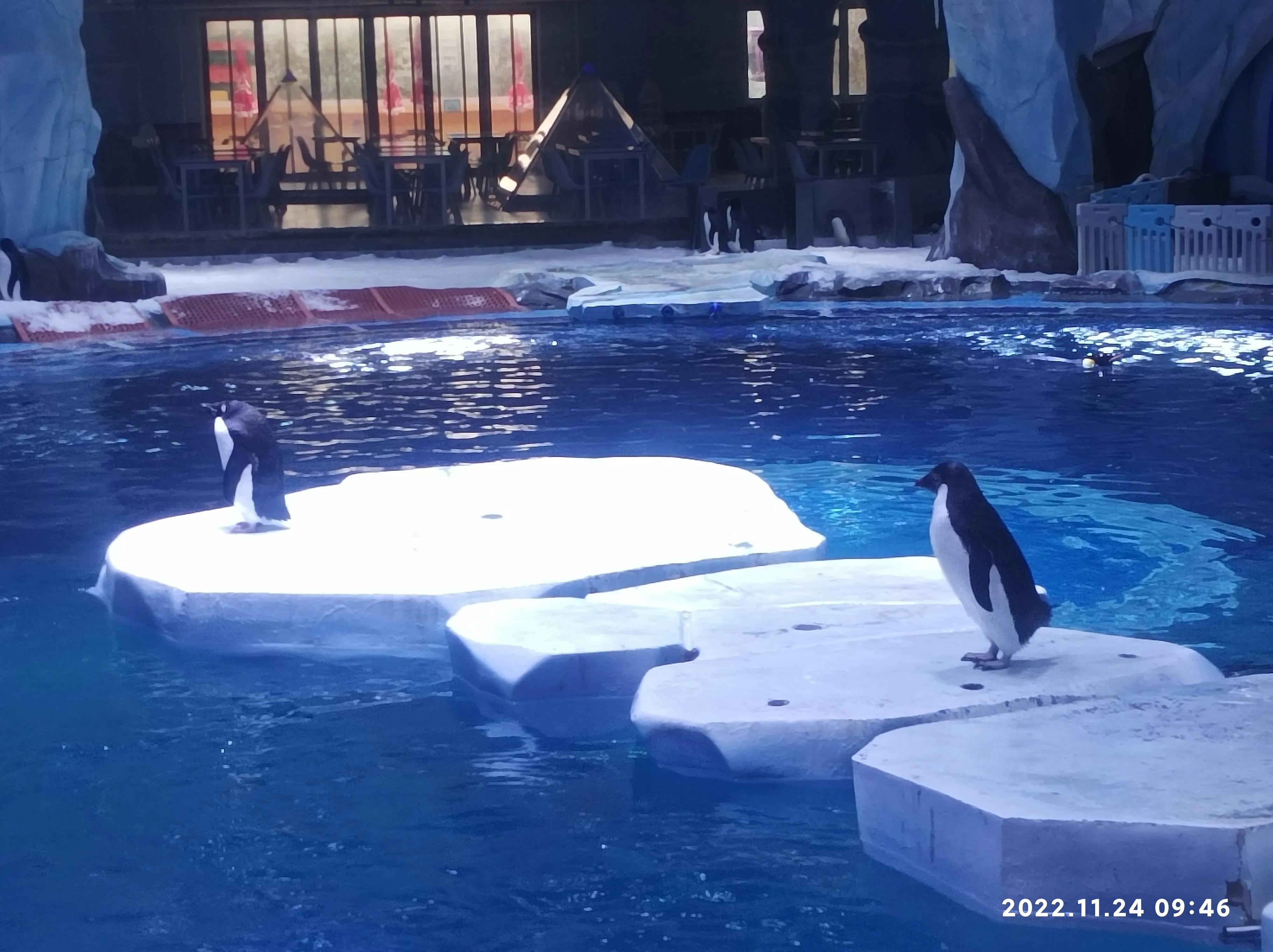 上海海昌海洋公园一日游vlog,上海海昌海洋公园一日游攻略虎鲸