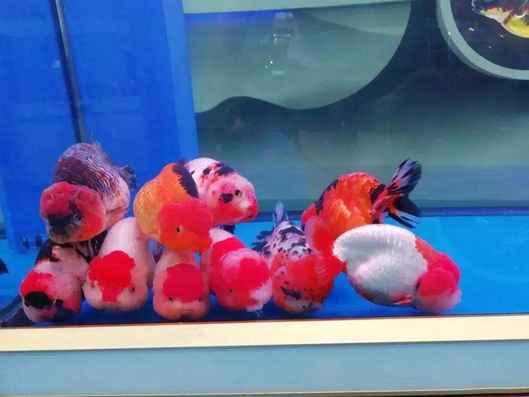 金鱼在国外泛滥成灾,中国金鱼在国外