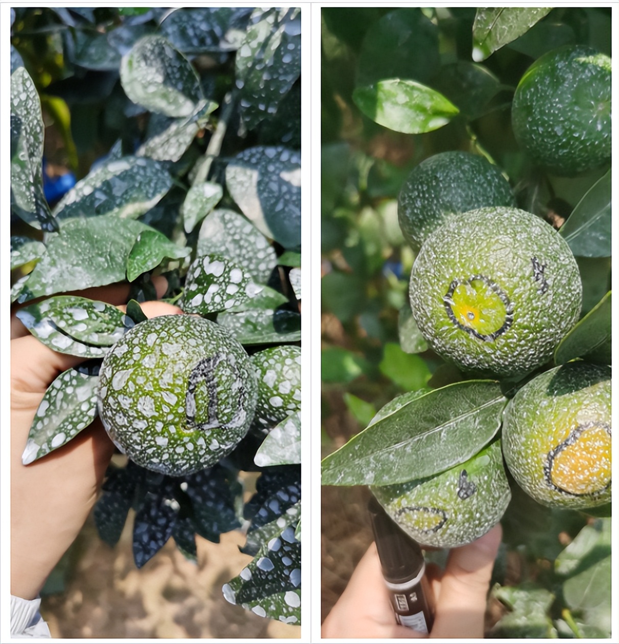 用防晒喷雾可以百分百防晒吗,用防晒喷雾做防晒霜