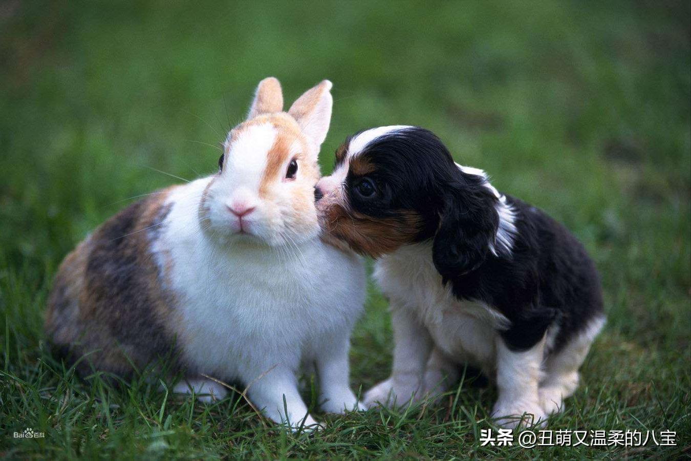 兔子打喷嚏打不出来怎么办,兔子打喷嚏精神不振