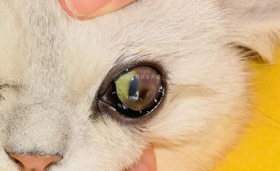 猫咪角膜腐骨保守治疗过程,猫角膜腐骨如果不处理会怎样