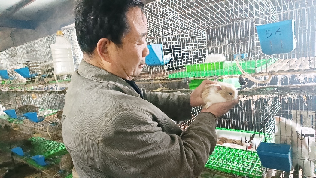 牛羊养殖助力三农,牛羊高效养殖综合技术宣传与推广