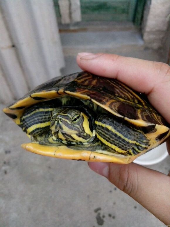 饲养巴西龟过程中需要注意什么,巴西龟正确饲养方法