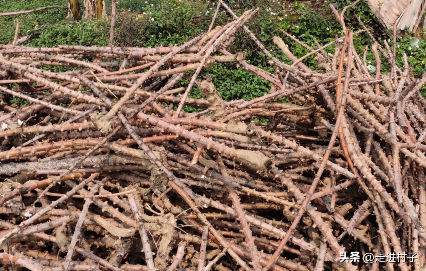 农村人自制高级营养土最简单,怎么低成本自制营养土