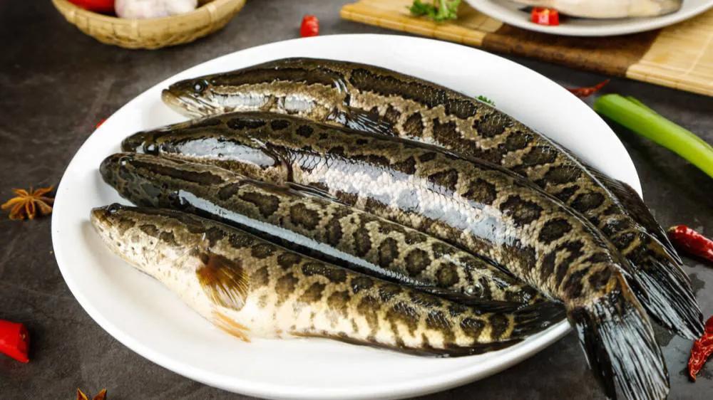 鱼类食材大全名称图片,鱼类菜谱大全100种