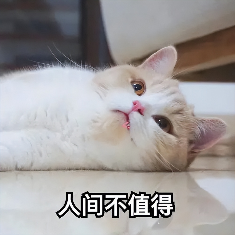 警告猫的办法,警告猫的三种语气