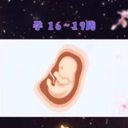 胎儿健康发育的基本知识,十秒钟带你了解胎儿发育