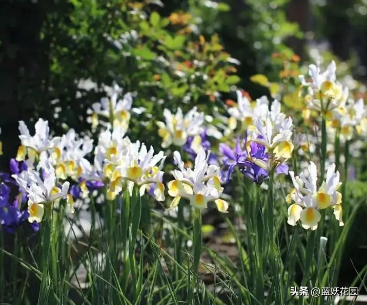 鸢尾花哪种比较好养,鸢尾耐寒品种