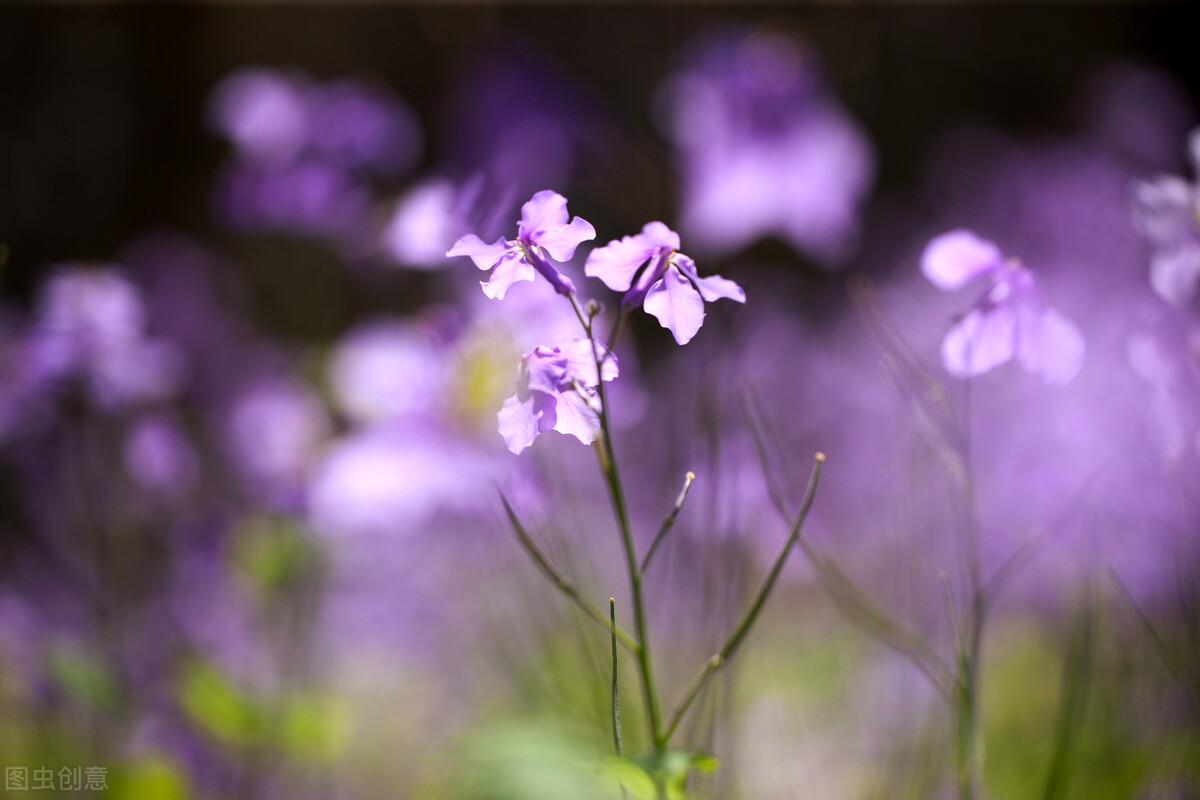 西厢记中听琴,《西厢记》昆曲听琴