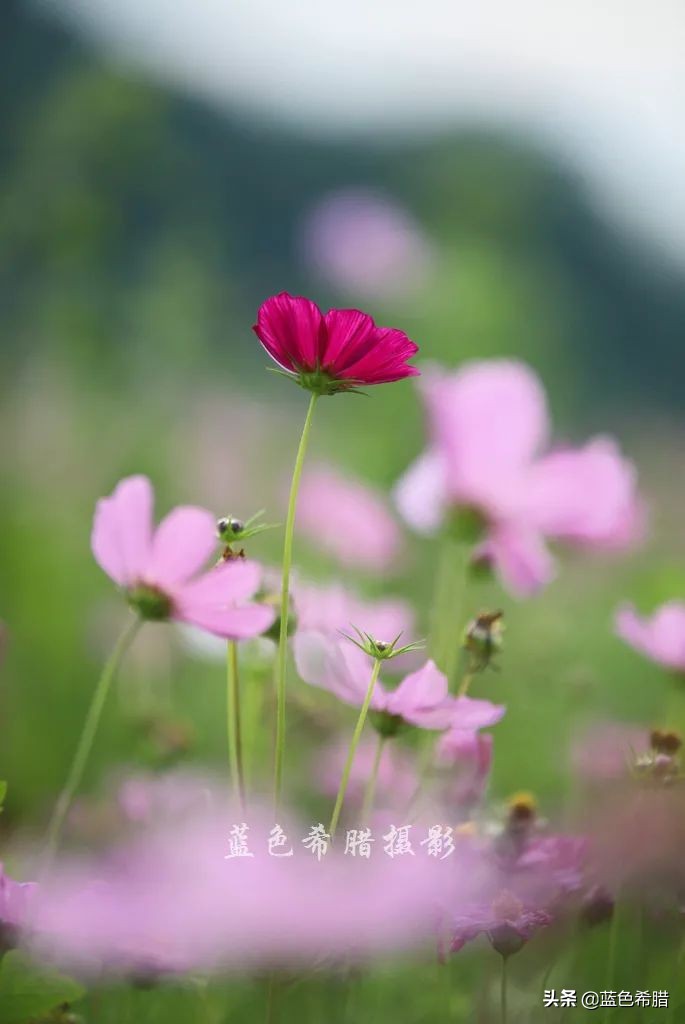 摄影波斯菊花海,上虞城南江上花海