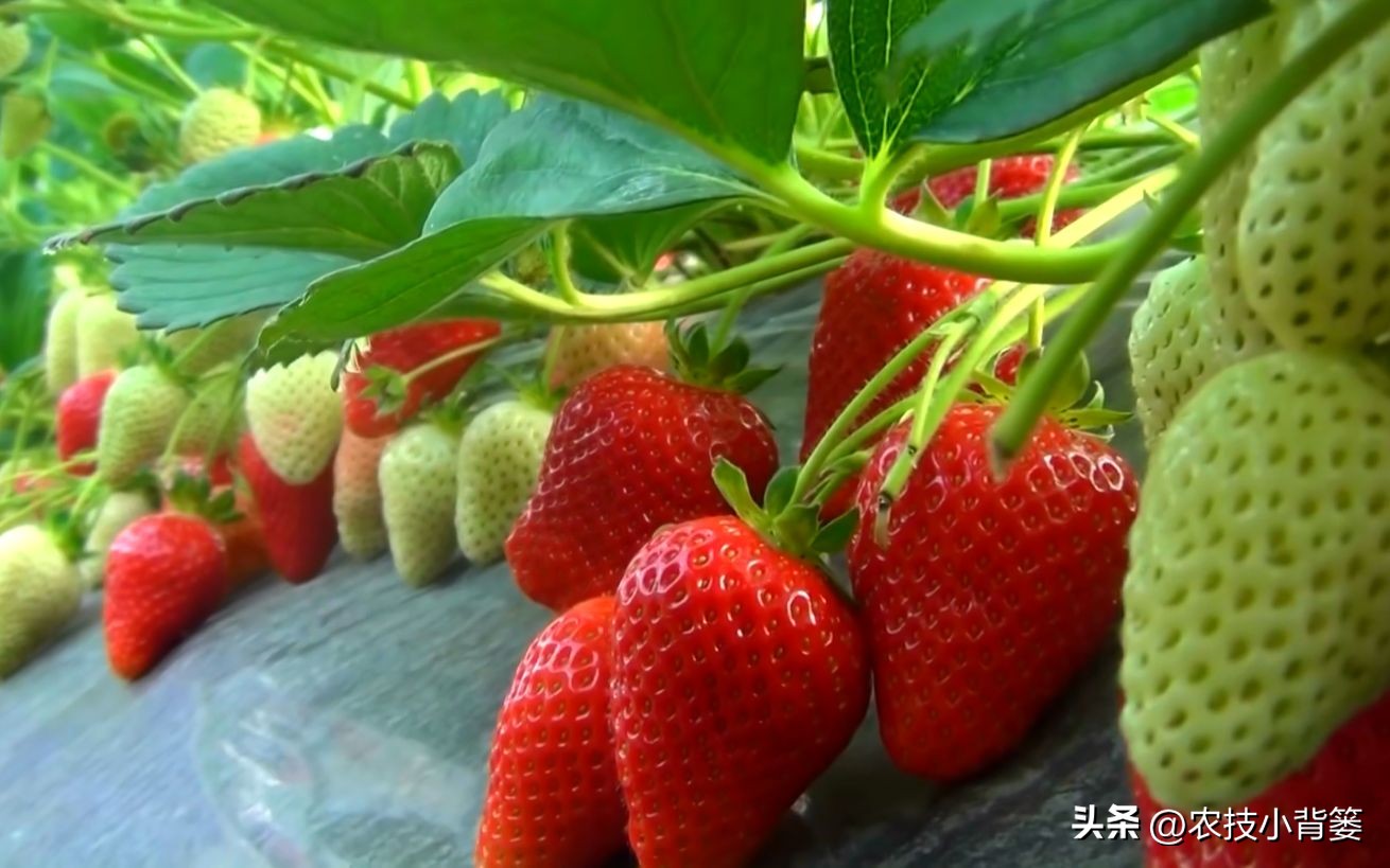 种草莓不要大棚能种植草莓吗,用烂草莓种草莓的正确种植方法