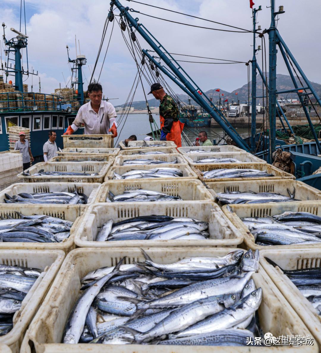 青岛开海海鲜最新价格,广西开海第一波海鲜上岸